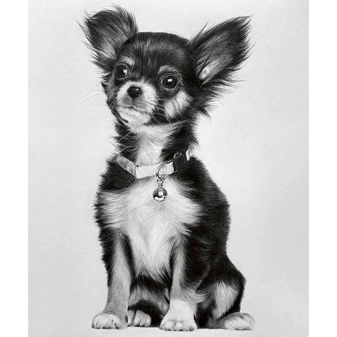 Chihuahua zeichnen